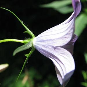 Photographie n°59099 du taxon Campanula patula L.