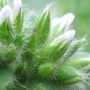 Photographie n°59105 du taxon Cerastium glomeratum Thuill.