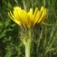  Liliane Roubaudi - Crepis conyzifolia (Gouan) A.Kern. [1872]