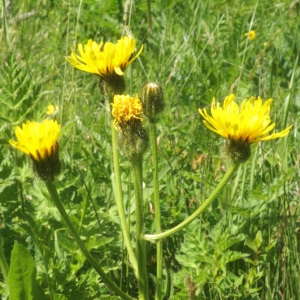 Crepis conyzifolia (Gouan) A.Kern. (Crépide à grandes fleurs)