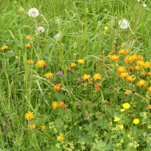 Photographie n°59123 du taxon Crepis aurea (L.) Tausch [1828]