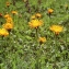  Liliane Roubaudi - Crepis aurea (L.) Tausch [1828]