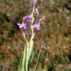 Photographie n°59138 du taxon Limoniastrum monopetalum (L.) Boiss. [1848]