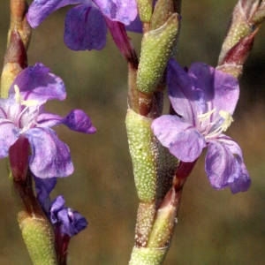 Photographie n°59139 du taxon Limoniastrum monopetalum (L.) Boiss. [1848]