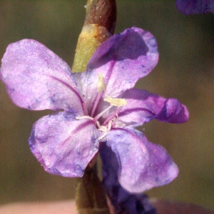 Photographie n°59140 du taxon Limoniastrum monopetalum (L.) Boiss. [1848]