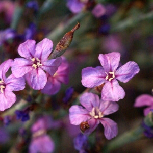 Photographie n°59144 du taxon Limoniastrum monopetalum (L.) Boiss. [1848]