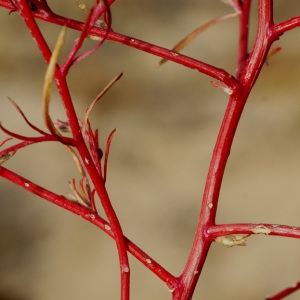 Photographie n°59150 du taxon Corispermum declinatum sensu auct. gall.