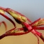  Liliane Roubaudi - Corispermum declinatum sensu auct. gall.