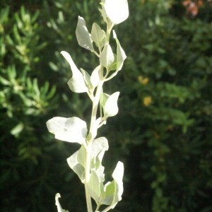 Chenopodium halimus (L.) Thunb. (Arroche marine)