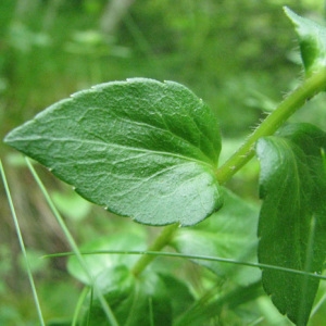  - Campanula precatoria Timb.-Lagr. [1873]