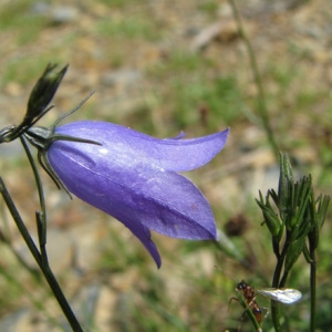 Photographie n°59176 du taxon Campanula scheuchzeri Vill. [1779]