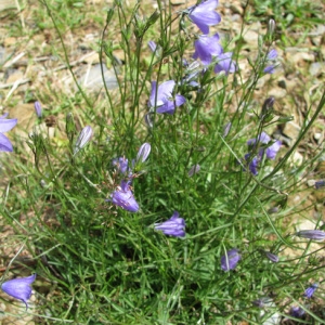 Photographie n°59178 du taxon Campanula scheuchzeri Vill. [1779]