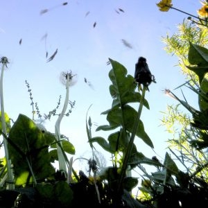 Photographie n°59179 du taxon Taraxacum officinale Weber [1780]