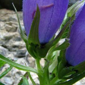 Photographie n°59182 du taxon Campanula speciosa Pourr. [1788]