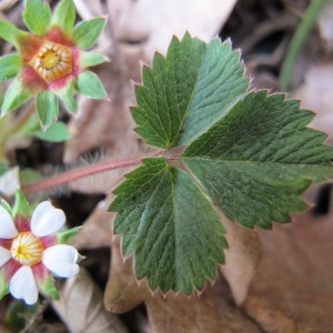 Photographie n°59205 du taxon Potentilla micrantha Ramond ex DC. [1805]