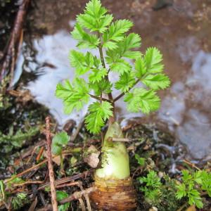 Photographie n°59207 du taxon Chaerophyllum hirsutum L. [1753]