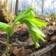  Hugues Tinguy - Polygonatum multiflorum (L.) All. [1785]