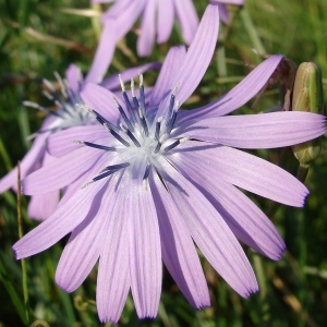 Photographie n°59217 du taxon Lactuca perennis L. [1753]