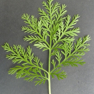 Photographie n°59225 du taxon Artemisia annua L. [1753]