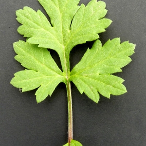 Photographie n°59226 du taxon Artemisia vulgaris L. [1753]