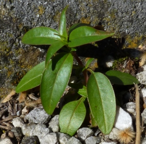 Bertrand BUI, le 20 mars 2011 (Ivry-sur-Seine (Cimetière))