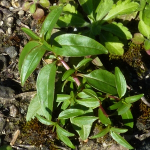 Photographie n°59233 du taxon Epilobium brachycarpum C.Presl [1831]