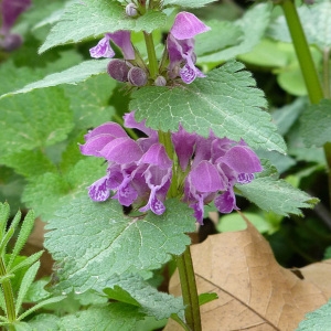 Photographie n°59240 du taxon Lamium maculatum (L.) L. [1763]