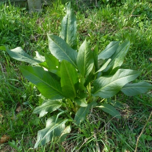 Photographie n°59249 du taxon Rumex patientia L. [1753]