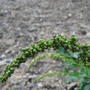 Photographie n°59260 du taxon Chenopodium bonus-henricus L. [1753]