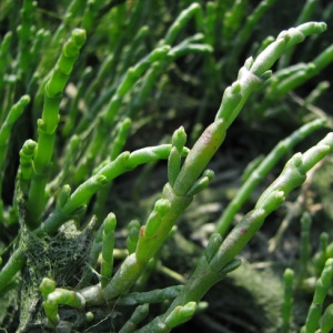 Photographie n°59262 du taxon Salicornia europaea L. [1753]