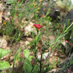 Photographie n°59267 du taxon Fumana procumbens (Dunal) Gren. & Godr. [1847]