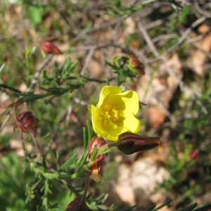 Cistus nudifolius Lam. (Fumana à tiges retombantes)