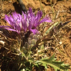 Photographie n°59273 du taxon Atractylis humilis L. [1753]