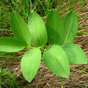 Photographie n°59291 du taxon Polygonatum odoratum (Mill.) Druce