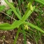  Catherine MAHYEUX - Polygonatum verticillatum (L.) All.