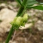  Catherine MAHYEUX - Polygonatum verticillatum (L.) All.