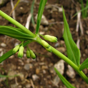 Photographie n°59295 du taxon Polygonatum verticillatum (L.) All.