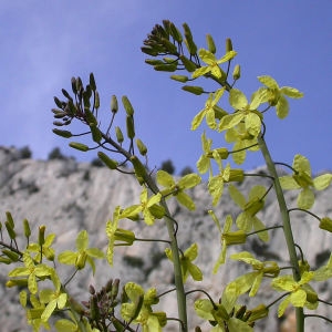 Brassica oleracea subsp. pourretii Rouy & Foucaud (Chou des montagnes)