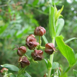 Photographie n°59307 du taxon Coriaria myrtifolia L. [1753]