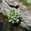  Catherine MAHYEUX - Rhodiola rosea L. [1753]