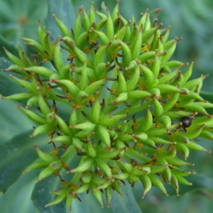 Photographie n°59309 du taxon Rhodiola rosea L. [1753]