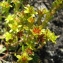  Catherine MAHYEUX - Sedum alpestre Vill. [1779]