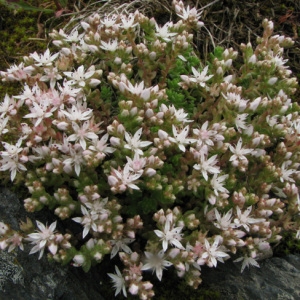 Photographie n°59312 du taxon Sedum anglicum Huds. [1778]