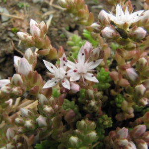 Photographie n°59315 du taxon Sedum anglicum Huds. [1778]