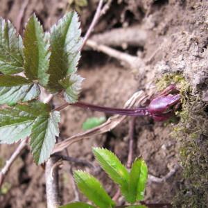 Photographie n°59317 du taxon Aegopodium podagraria L. [1753]