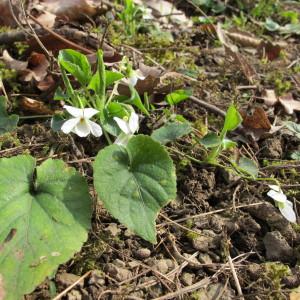 Photographie n°59322 du taxon Viola alba Besser [1809]