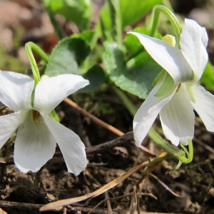 Photographie n°59324 du taxon Viola alba Besser [1809]