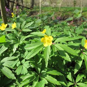 Photographie n°59335 du taxon Anemone ranunculoides L. [1753]