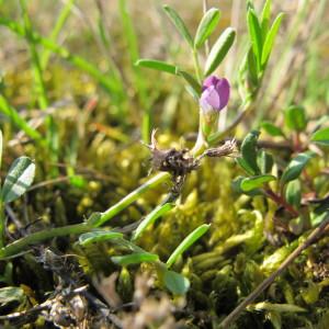 Photographie n°59336 du taxon Vicia lathyroides L. [1753]