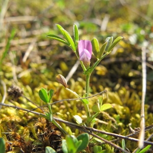 Photographie n°59337 du taxon Vicia lathyroides L. [1753]